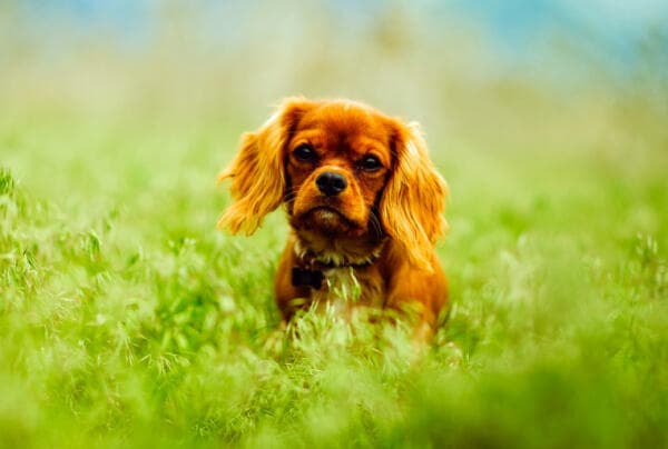 dog