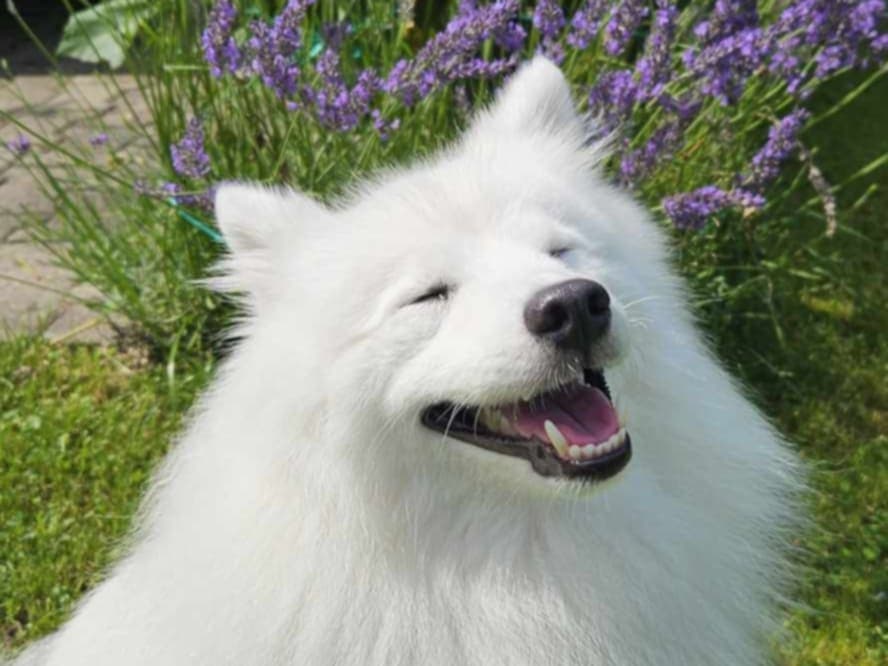 dog